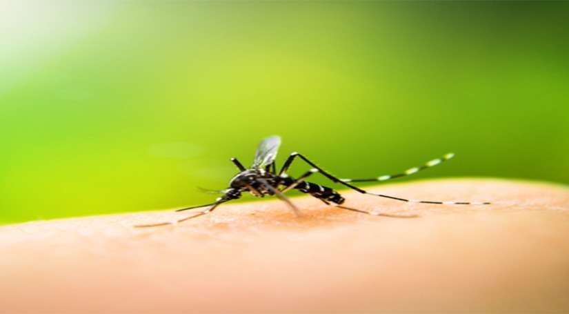 गाजियाबाद में डेंगू के मामले बढ़े, कुल मामले पहुंचे 487