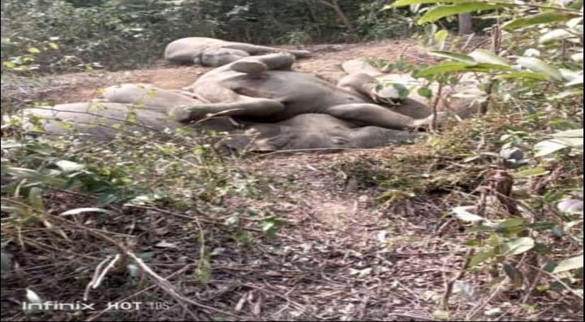 जमशेदपुर के मुसाबनी में करंट की चपेट में आकर पांच हाथियों की मौत