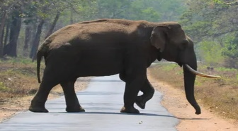 तमिलनाडु वन विभाग ने जंगली हाथी की मौत की खबरों का किया खंडन