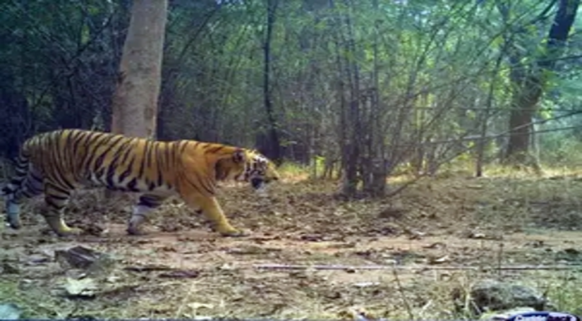 तेलंगाना वन विभाग ने नलगोंडा जिले में बाघ देखे जाने से किया इनकार