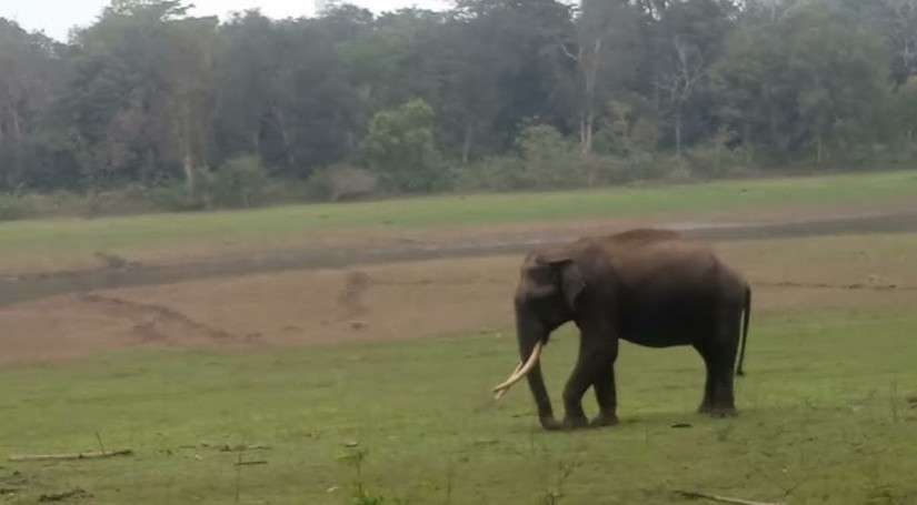 महाराष्ट्र में जंगली हाथी ने वन विभाग के कर्मचारी को कुचला, मौत