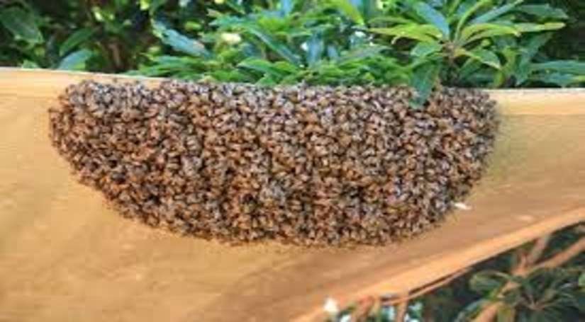 मधुमक्खियों का हमला: कर्नाटक के गांव में एक की मौत, 14 अस्पताल में भर्ती
