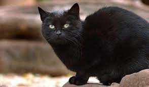 करोड़पति बनाने वाली काली बिल्ली