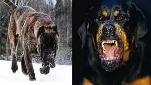 Most Dangerous Dog Breeds: ये हैं दुनिया के पांच सबसे खतरनाक कुत्ते, इनके हमले से  बच पाना है नामुमकिन