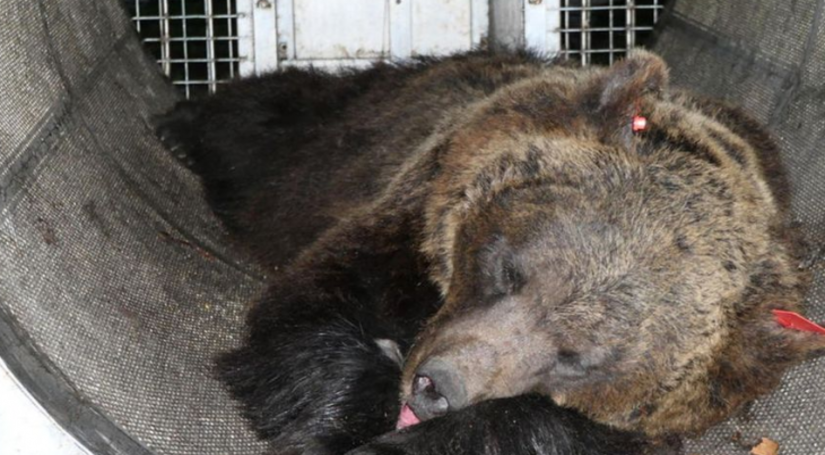 यहां बच्चों सहित भालू को दी गई मौत की सजा, जानिए इस जानवर ने ऐसा क्या किया