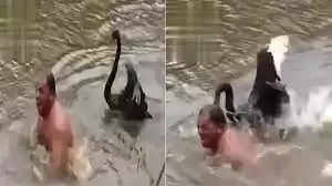 तालाब में मजे से नहा रहे शख्स पर हंस ने किया जानलेवा हमला, एक्टर शक्ति कपूर ने शेयर किया वीडियो