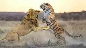जंगल का राजा तो शेर है, फिर बाघ को क्यों बना दिया राष्ट्रीय पशु, जानिए दिलचस्प वजह