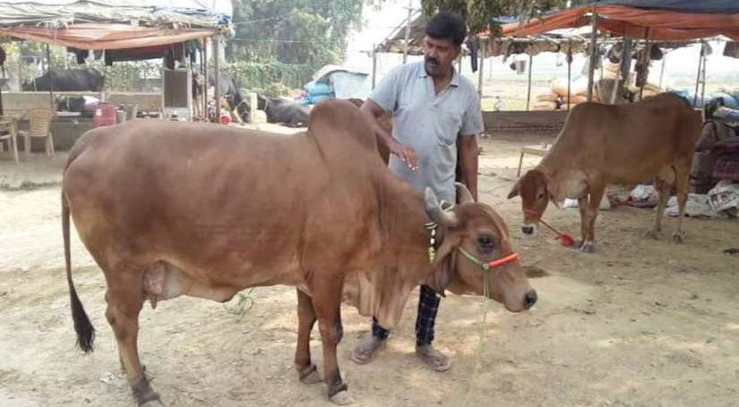 जानिए ,राजस्थान का एक और आकर्षण Cattle fair !