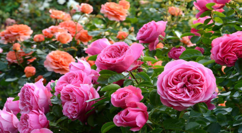 यहां है एशिया महाद्वीप का सबसे बडा Rose Garden, जिसमें 1600 किस्म के गुलाब देखने के लिए लगती है लोगों की भीड