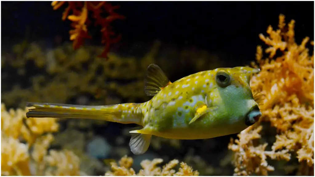 ये है दुनिया की पांच सबसे खतरनाक मछलियां, जो पलभर में सुला सकती है इंसानों को मौत की नींद