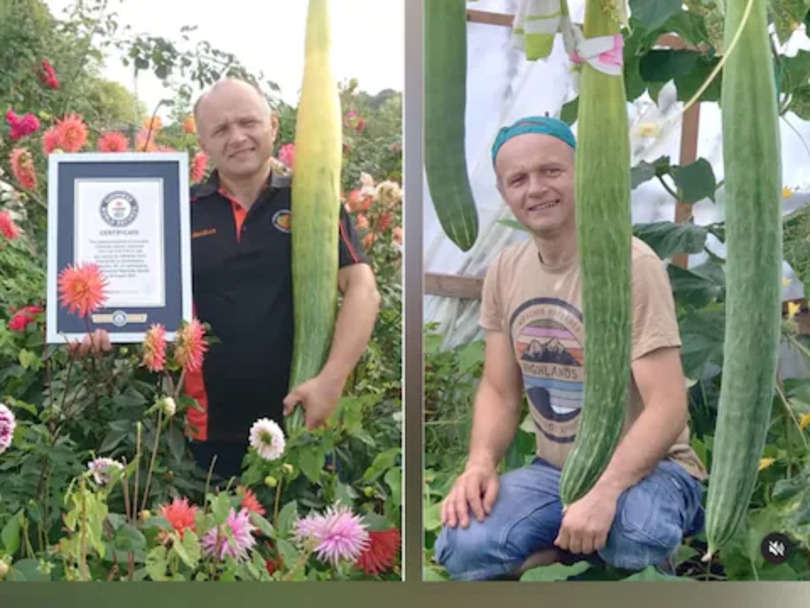 World Record: 113 सेंटीमीटर लंबा कभी देखा है ऐसा अद्धभुत खीरा? शख्स ने बनाया सबसे लंबी सब्जी उगाकर गिनीज वर्ल्ड रिकॉर्ड