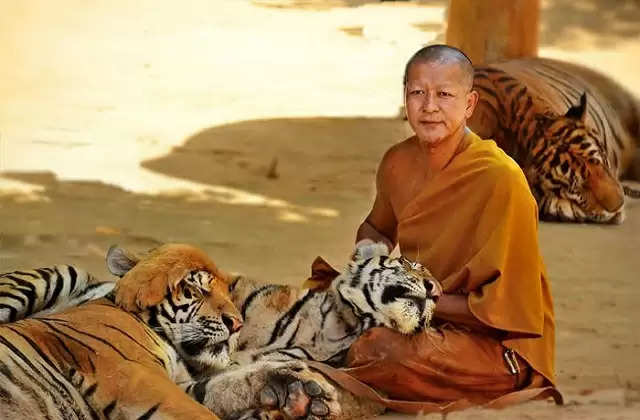 Tiger Temple: दुनिया में मौजूद एक ऐसा मंदिर जहां बाघों के आस पास रहते हैं श्रद्धालु, नजारा देखते ही छूट जायेंगे पसीने 