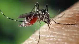 क्यों नहीं काटते कुछ लोगों को मच्छर? खून के स्वाद से नहीं है लेना-देना अलग है कारण