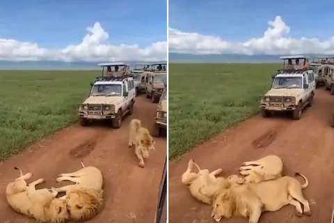 3 खूंखार शेर दोस्त लेट गए जंगल से गुजरने वाली सड़क के बीचोंबीच, लगा 'ट्रैफिक जाम' लेकिन किसी ने नहीं की छेडने की हिम्मत, देखें VIDEO
