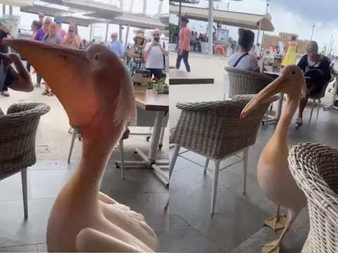 रेस्टोरेंट में लोगों के बीच चला आया विशाल पक्षी, खाना खाते समय मेहमान देखकर दंग रह गए, देखे VIDEO