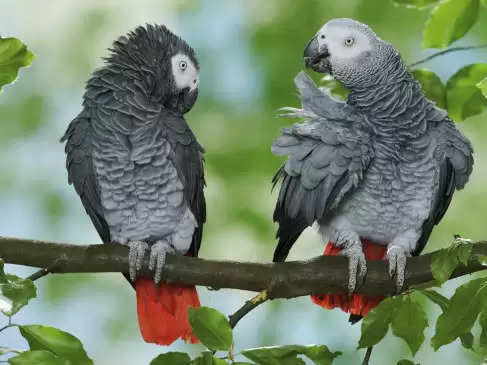5 तोतों की हरकतो ने कटवा दी चिड़ियाघर की नाक, इस तरह करते थे पर्यटकों को परेशान