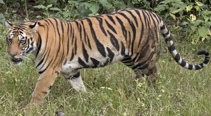 कुत्ते का शिकार करने निकला टाइगर पड गया प्यार में, इस खतरनाक जानवर को देख सभी रह गए दंग, देखें Video