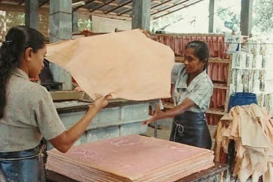 यहां हाथी के गोबर से बनाया जाता है कागज, 30 देशों में कॉपी-किताबों की तरह बिक रहे हैं पेपर