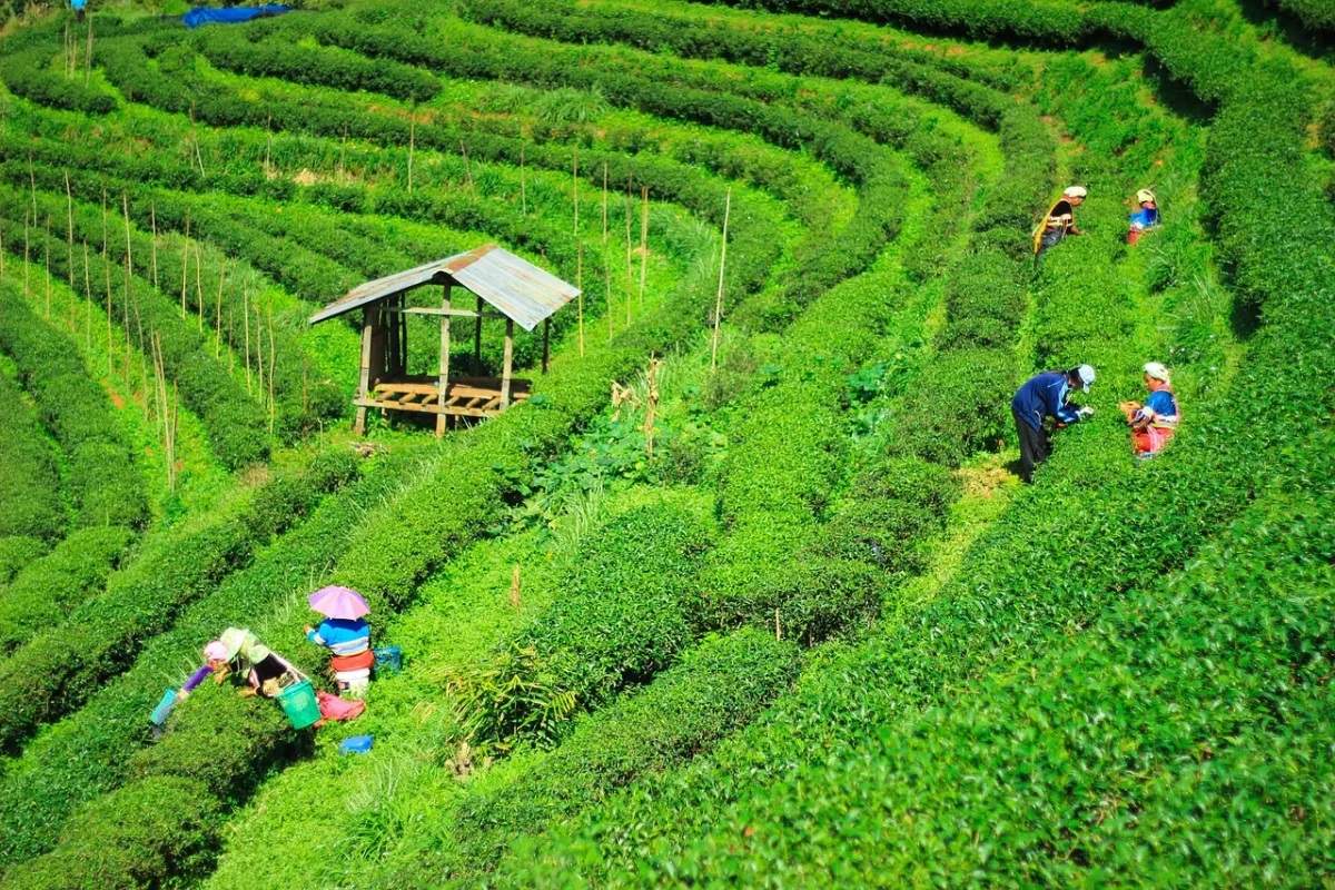 प्रकृति की खूबसूरती का नजदीक से करना है दीदार तो भारत के इन चाय के बागानों की जरूर करें सैर