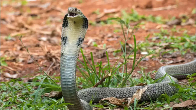 King Cobra, किंग कोबरा के बारे में हुआ चौंकाने वाला खुलासा, हैरत में पड़े वैज्ञानिक
