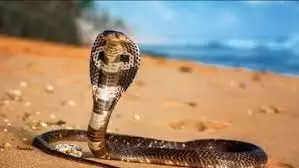 King Cobra, किंग कोबरा के बारे में हुआ चौंकाने वाला खुलासा, हैरत में पड़े वैज्ञानिक