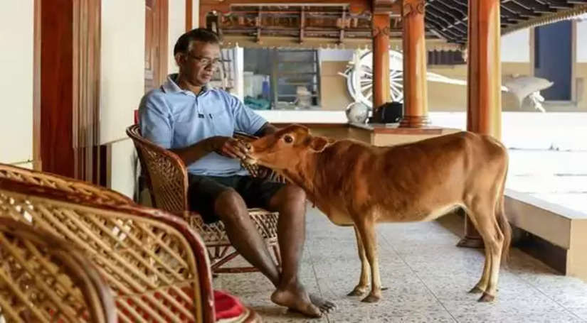 जिसके दूध से बनती है औषधी ये है दुनिया की सबसे छोटी गाय, दर्ज हो चुका है नाम गिनीज़ बुक में 