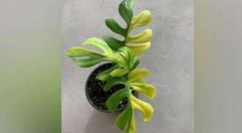 चार लाख रुपये से भी ज्यादा है इस छोटे से पौधे की कीमत, खूबियां जानकर रह जाएंगे हैरान