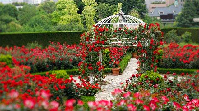 यहां है एशिया महाद्वीप का सबसे बडा Rose Garden, जिसमें 1600 किस्म के गुलाब देखने के लिए लगती है लोगों की भीड
