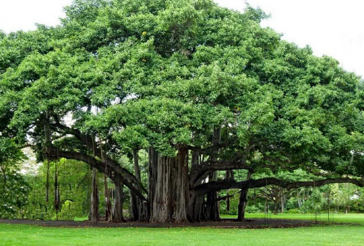 ये बरगद का पेड़ है धरती पर 500 साल से भी ज्यादा पुराना, लोग मानते है इसे मौत का वृक्ष