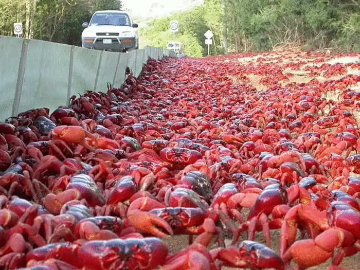 एक ऐसा देश जहां हैं 5 करोड़ लाल केकड़ों का राज, लोगों की जगह खुद टहलते हैं सड़कों पर