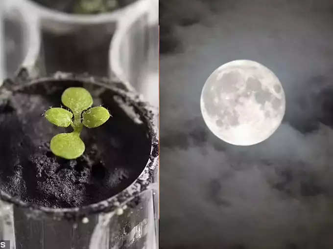 पहली बार उगाए चांद की धरती पर पौधे, अब हो सकेगी चंद्रमा पर भी खेती