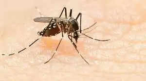 पाकिस्तान में डेंगू का प्रकोप! अब तक 27 की गई जान