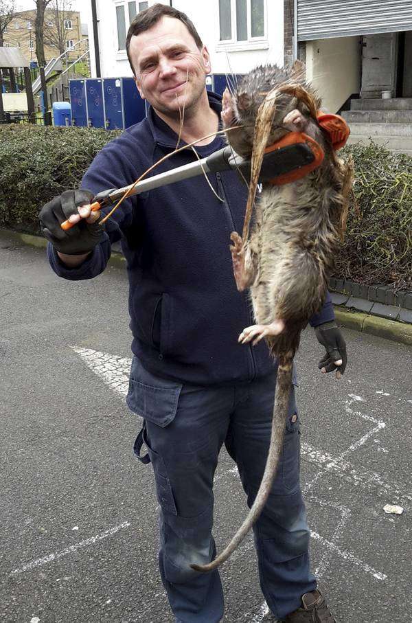 Big Mouse: मिल गया दुनिया का सबसे बडा चूहा, साईज देख दंग रह गए लोग