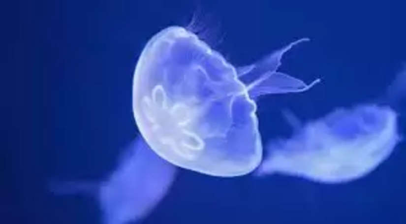 Jellyfish Facts: जैलीफिश को मिला है अमरता का वरदान, जानिए इंसानों के लिए वरदान या अभिशाप, खूबियां कर देंगी हैरान