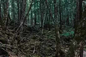 आत्महत्या कर लेते हैं इस जंगल में लोग, पेड़ों पर लटकती हैं लाशें, नहीं करता कंपास भी काम