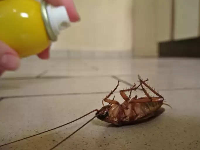 किचन से भाग जाएंगे सारे Cockroaches, अपनाएं ये कुछ घरेलु तरीके