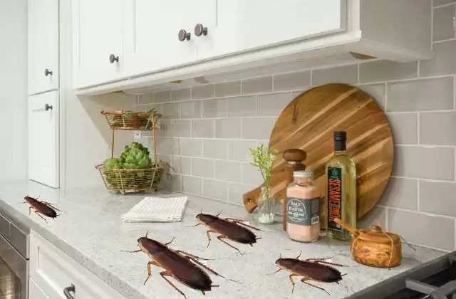 किचन से भाग जाएंगे सारे Cockroaches, अपनाएं ये कुछ घरेलु तरीके
