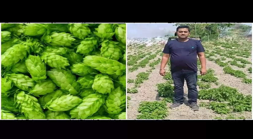बिहार का ये किसान कर रहा है दुनिया की सबसे मंहगी ​सब्जि उगाने की जद्दोजहद, कीमत जानकर उड़ जाएंगे होश