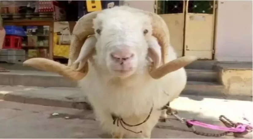 ‘मोदी’ नाम की इस भेड की कीमत हैं 1.50 करोड़ रुपए, ऐसा क्या है इसमें खास जानिए यहां