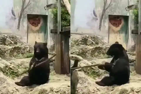 Ajab Gajab:​​​​​​​ 'कुंग फू पांडा' के बाद नजर आया 'निंजा भालू' हाथों से लकड़ी घुमाकर दिखाया गजब का करतब देखे VIDEO