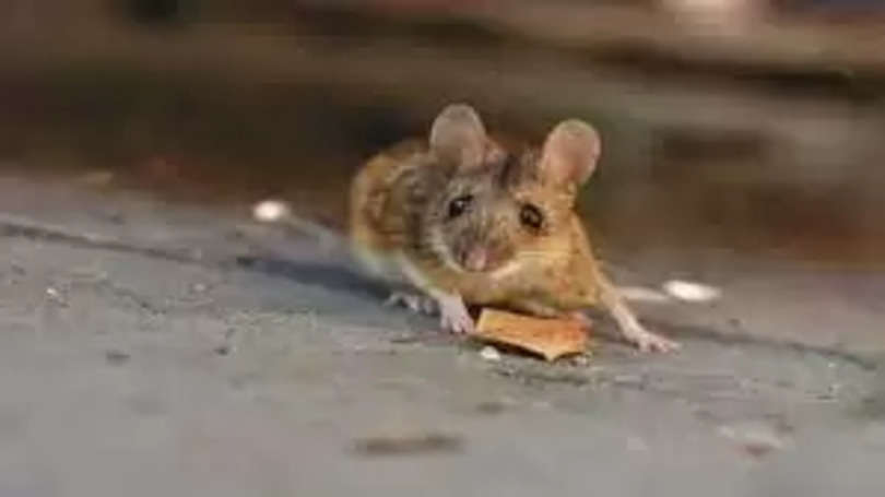 अजब-गजब: बूढ़े चूहे को बना दिया जवान, जानिए वैज्ञानिकों ने कैसे किया ये कमाल