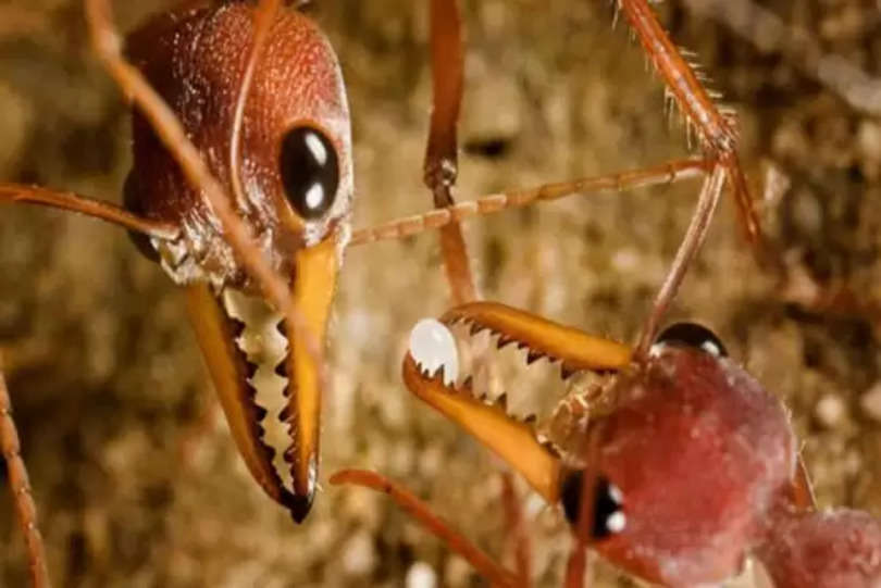 ये है धरती की सबसे खतरनाक चींटी, काटते ही 15 मिनट में हो जायेगी मौत