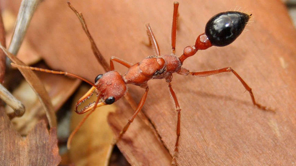 ये है धरती की सबसे खतरनाक चींटी, काटते ही 15 मिनट में हो जायेगी मौत