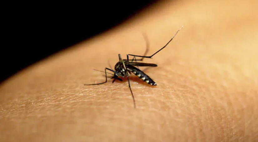 मादा मच्छर कैसे चुनती है कि किसका खून चूसना है, रिसर्च में मिल गया इस सवाल का जवाब