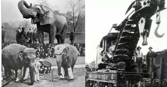 सब के सामने एक हाथी को इतिहास में पहली बार फांसी पर चढ़ाया गया था, क्या था इस बेजुबान का अपराध