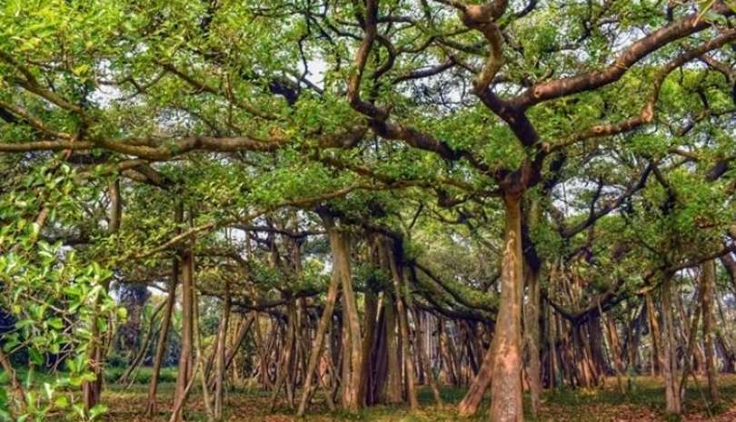 ये बरगद का पेड़ है धरती पर 500 साल से भी ज्यादा पुराना, लोग मानते है इसे मौत का वृक्ष