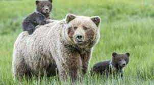 यहां बच्चों सहित भालू को दी गई मौत की सजा, जानिए इस जानवर ने ऐसा क्या किया