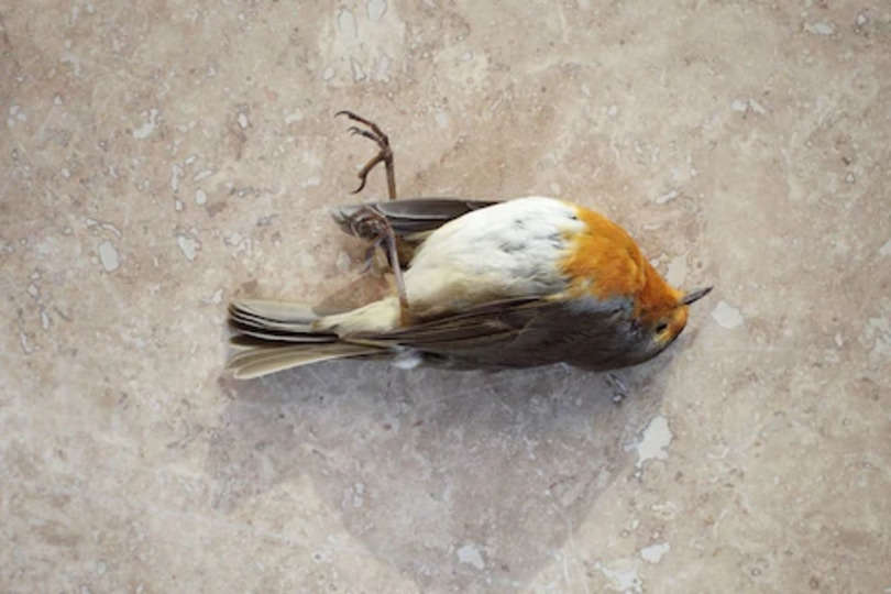 Ajab Gajab: भारत की रहस्यमयी जगह जहां पक्षी कर लेते हैं आत्महत्या, 'चिड़ियों का सुसाइड पॉइंट' नाम से है फेमस
