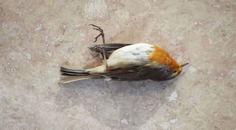 Ajab Gajab: भारत की रहस्यमयी जगह जहां पक्षी कर लेते हैं आत्महत्या, 'चिड़ियों का सुसाइड पॉइंट' नाम से है फेमस